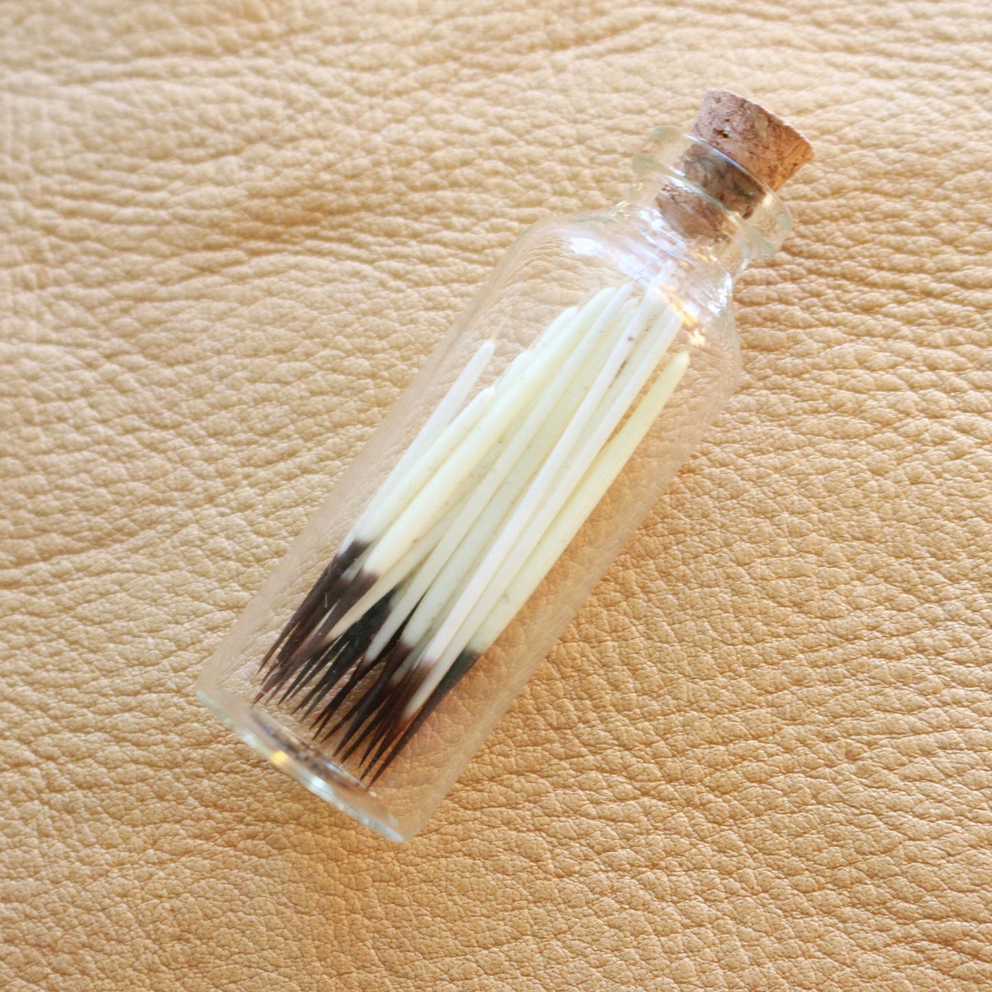 Porcupine Quills - Curiosities & Specimen Jar