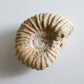 Raw Ammonite (12.7oz)