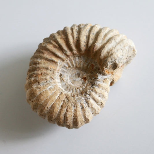 Raw Ammonite (12.7oz)
