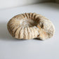 Raw Ammonite (12.7oz)