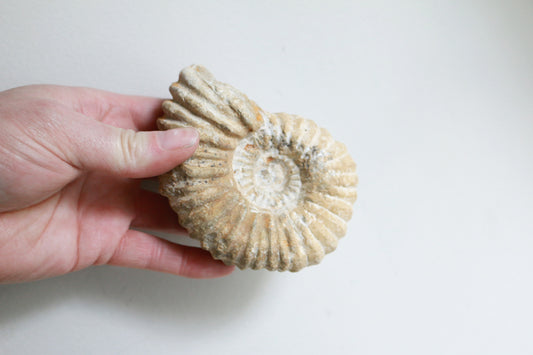 Raw Ammonite (12.7oz)