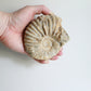 Raw Ammonite (14.6oz)