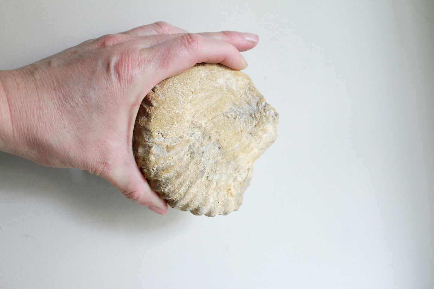 Raw Ammonite (14.6oz)