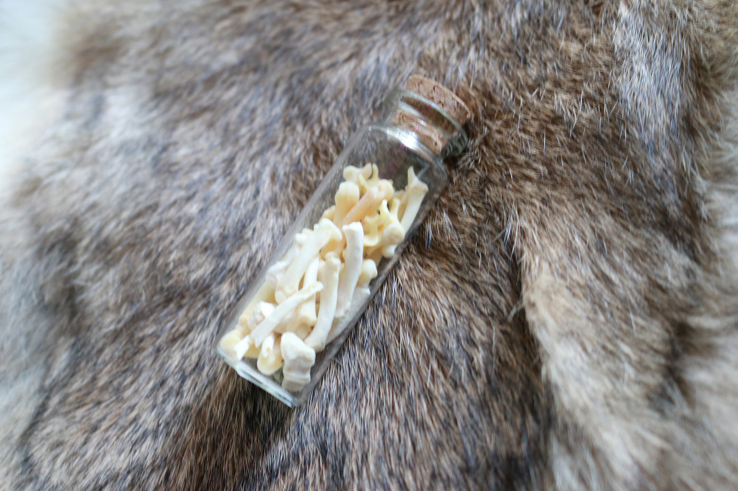 Groundhog Bones - Curiosities & Specimen Jar