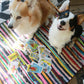 Corgi Tarot Readings