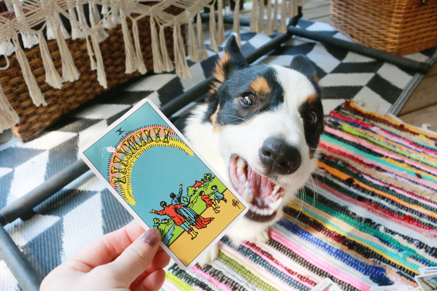 Corgi Tarot Readings