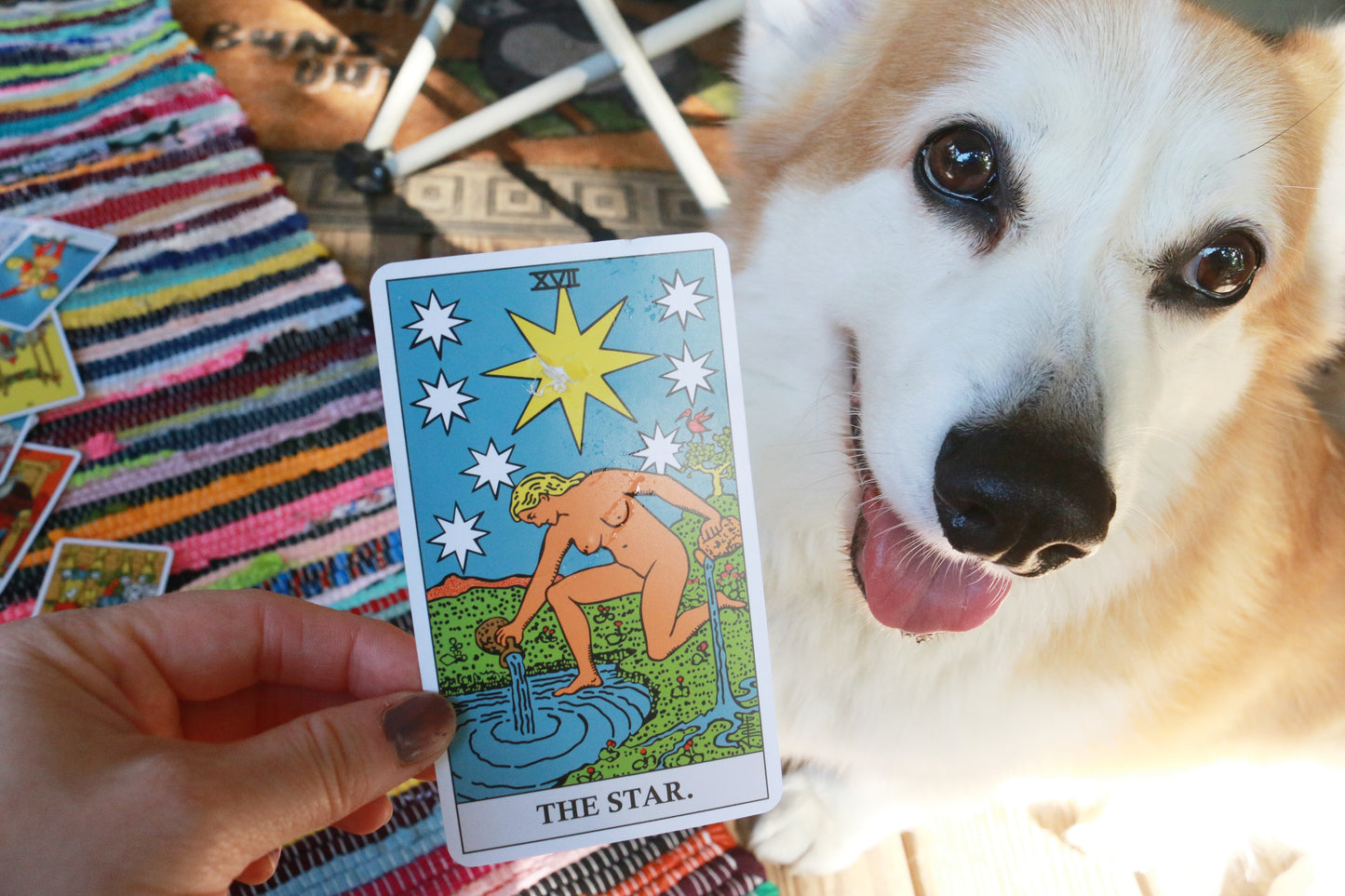 Corgi Tarot Readings