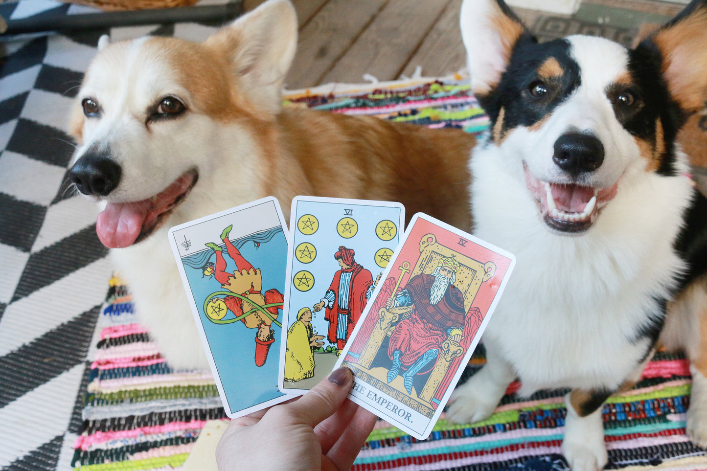 Corgi Tarot Readings
