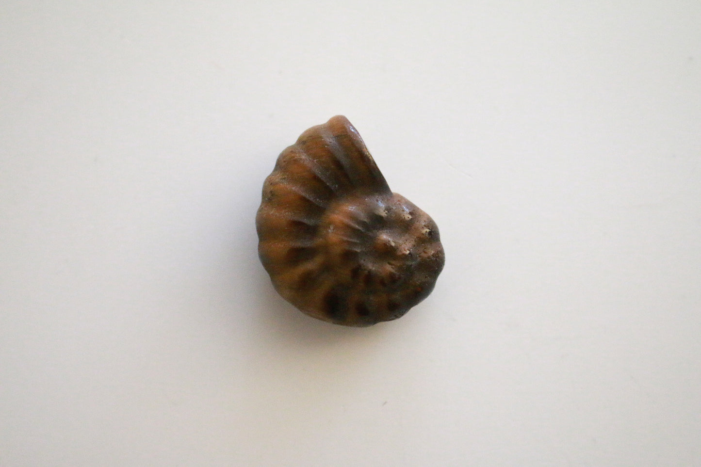 Tigers Eye Ammonite (1.5 in)
