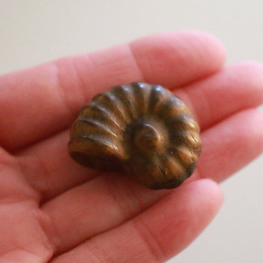 Tigers Eye Ammonite (1.5 in)