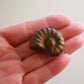 Tigers Eye Ammonite (1.5 in)
