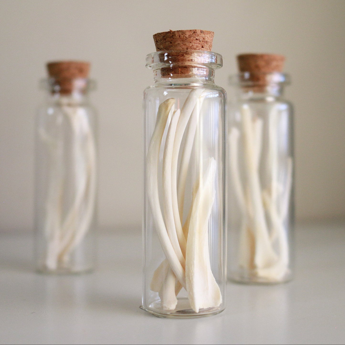 Groundhog Ribs - Curiosities & Specimen Jar