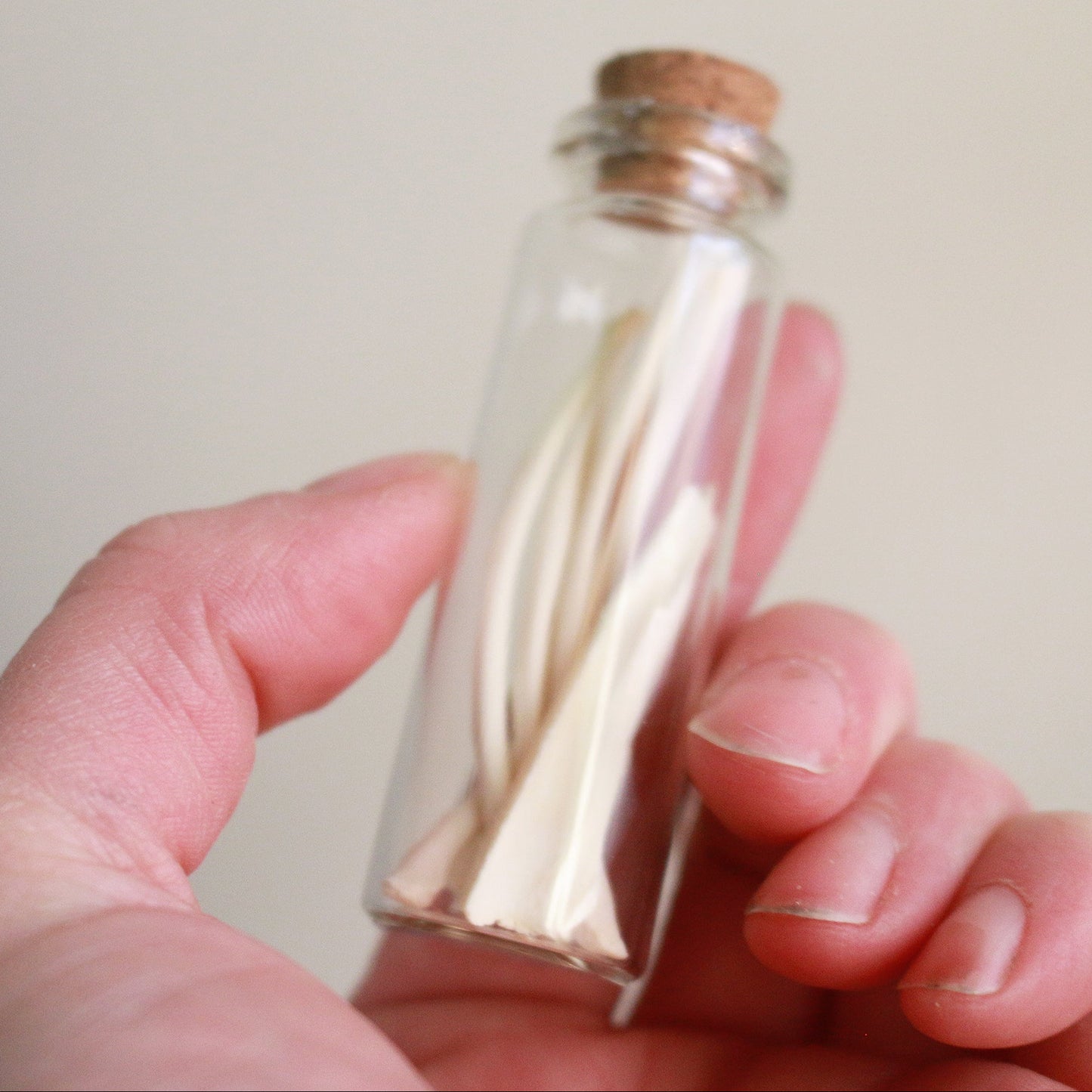 Groundhog Ribs - Curiosities & Specimen Jar