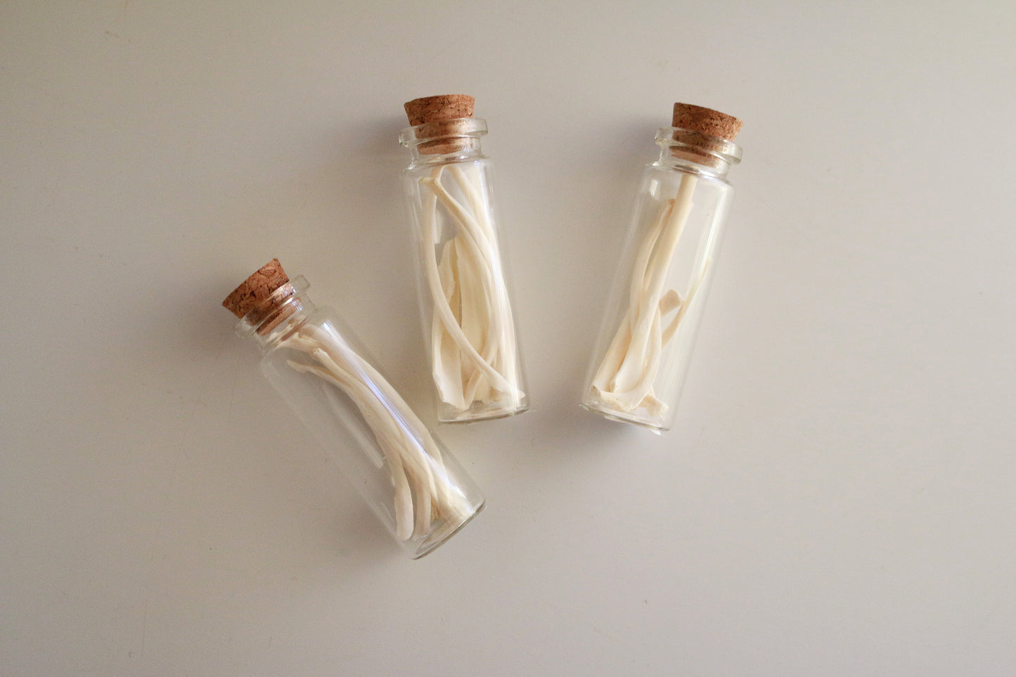 Groundhog Ribs - Curiosities & Specimen Jar