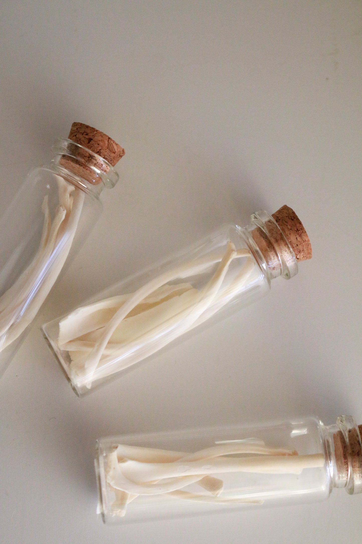 Groundhog Ribs - Curiosities & Specimen Jar