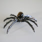 Tiger Eye Spider