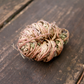 Rose of Jericho, Resurrection Plant