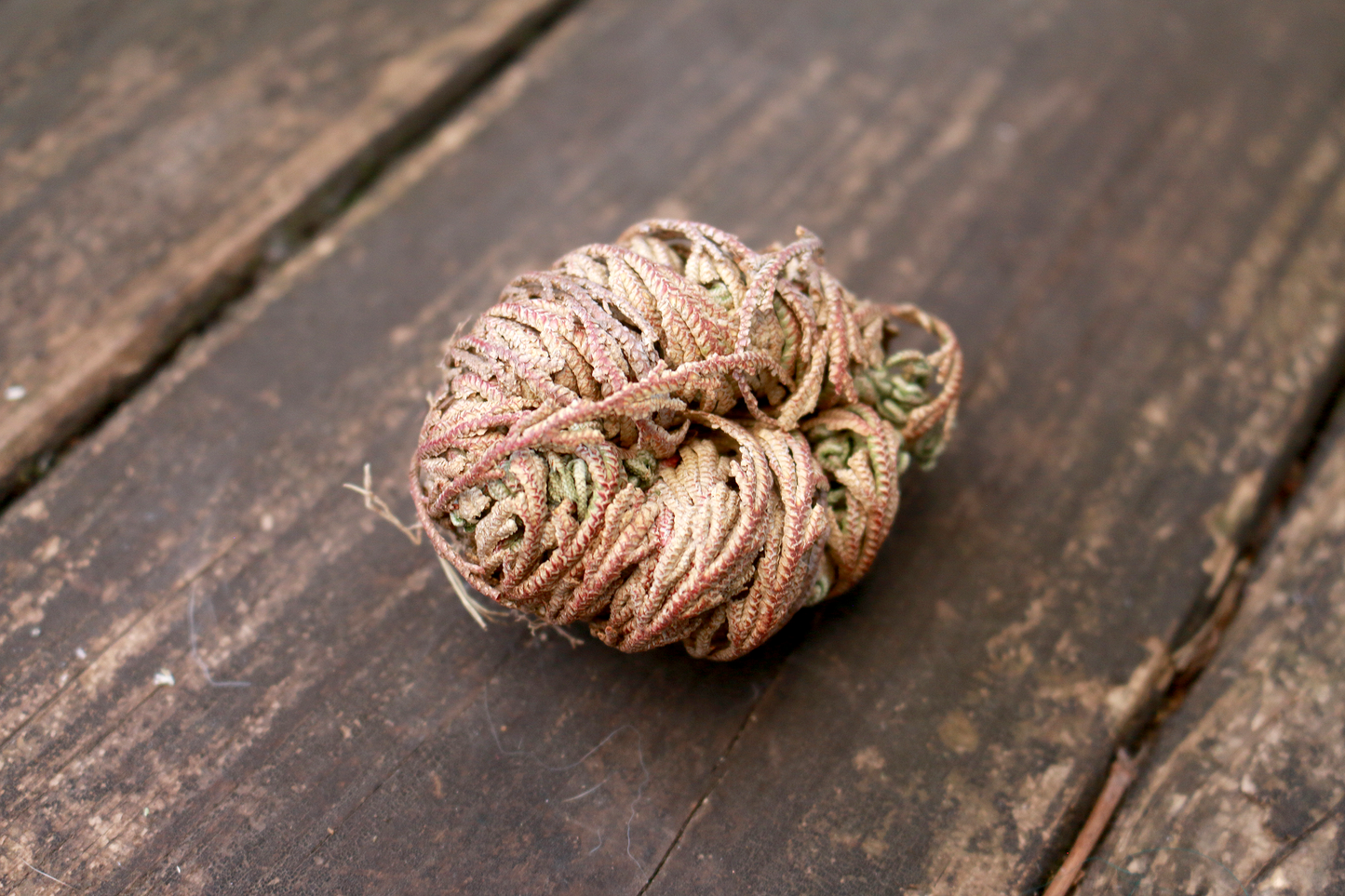 Rose of Jericho, Resurrection Plant