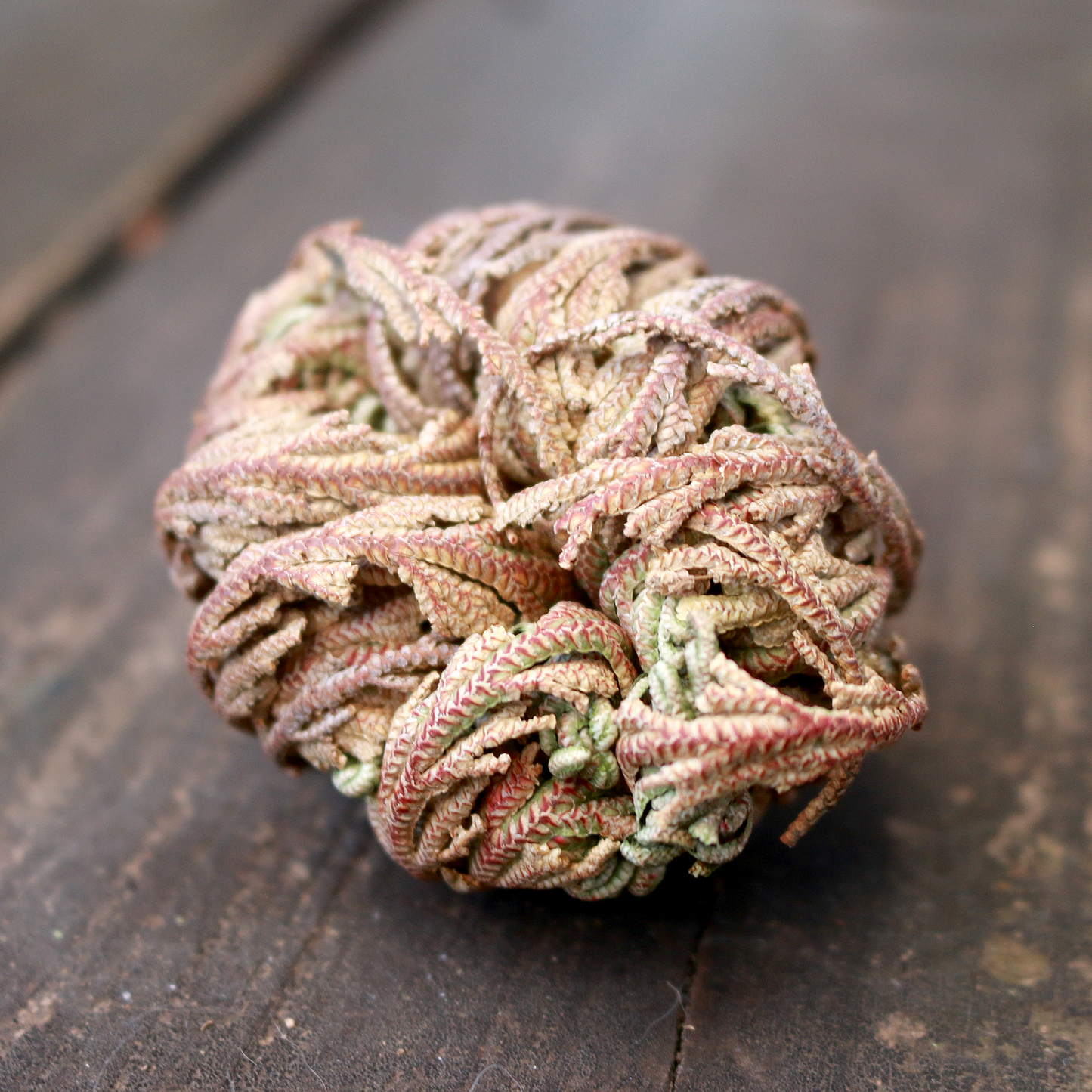 Rose of Jericho, Resurrection Plant