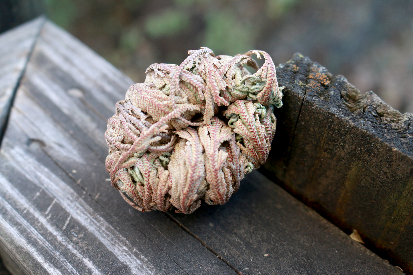 Rose of Jericho, Resurrection Plant