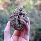 Rose of Jericho, Resurrection Plant