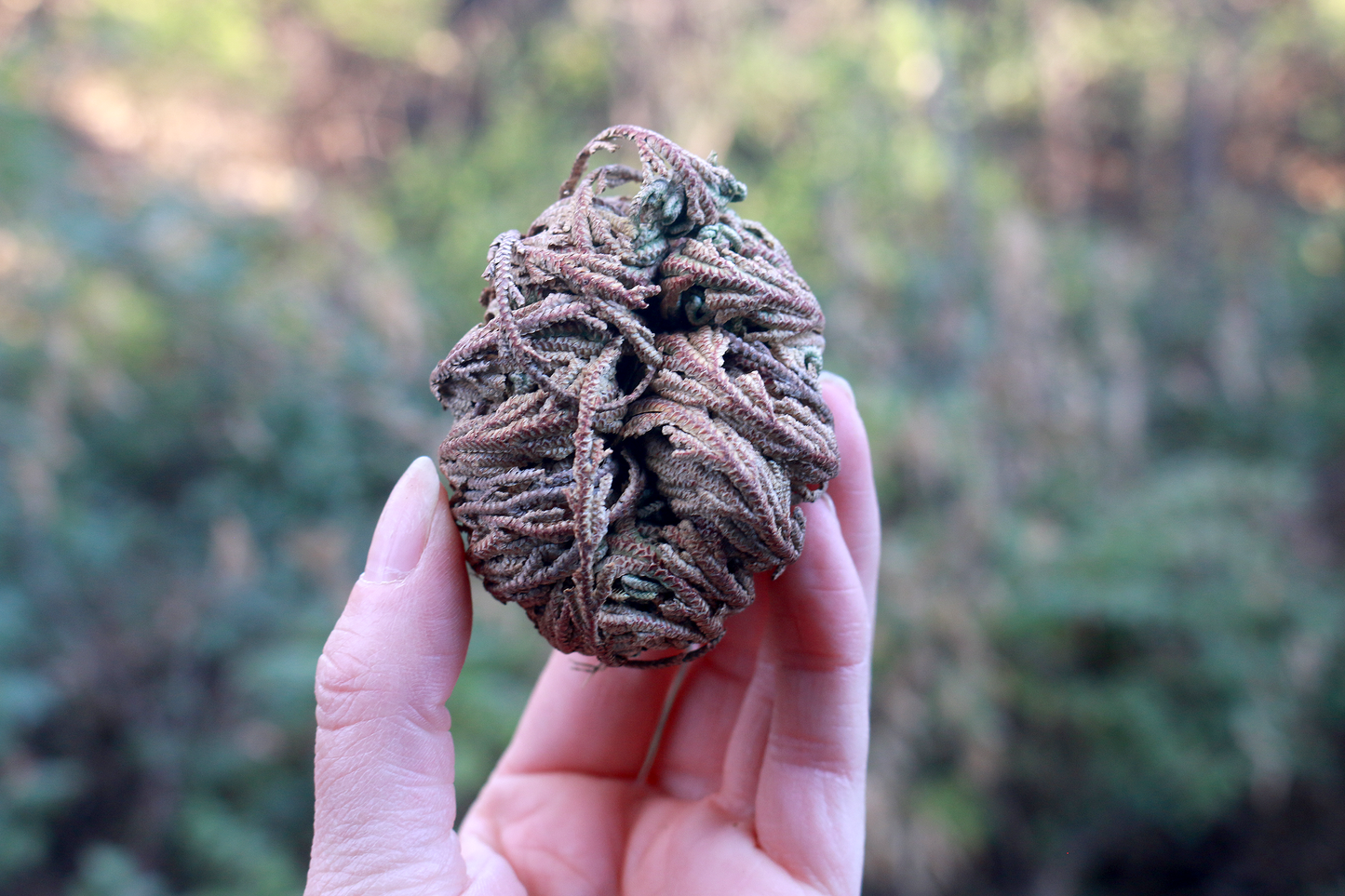 Rose of Jericho, Resurrection Plant