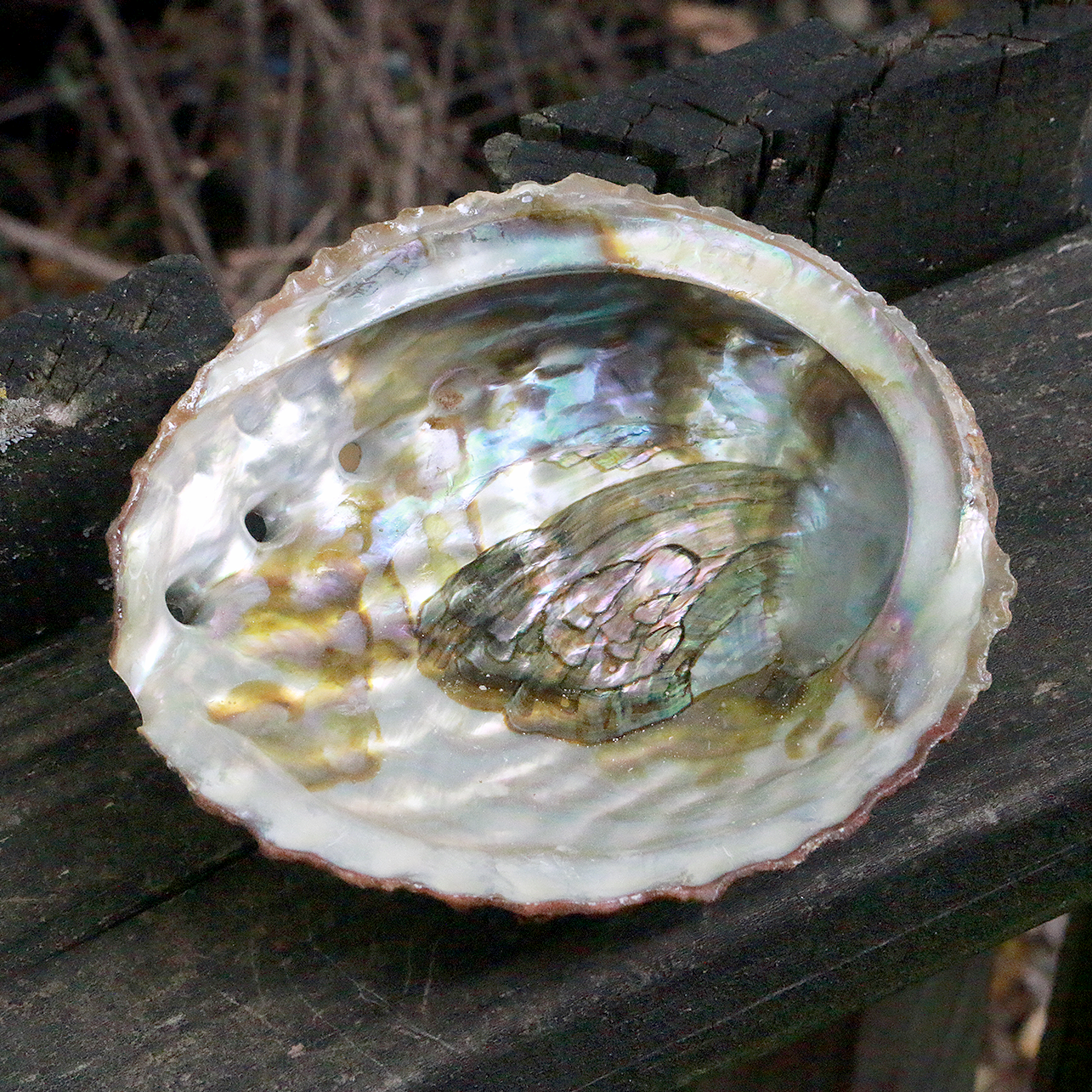 Abalone Smudge Shell