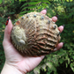 Abalone Smudge Shell