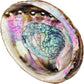 Abalone Smudge Shell